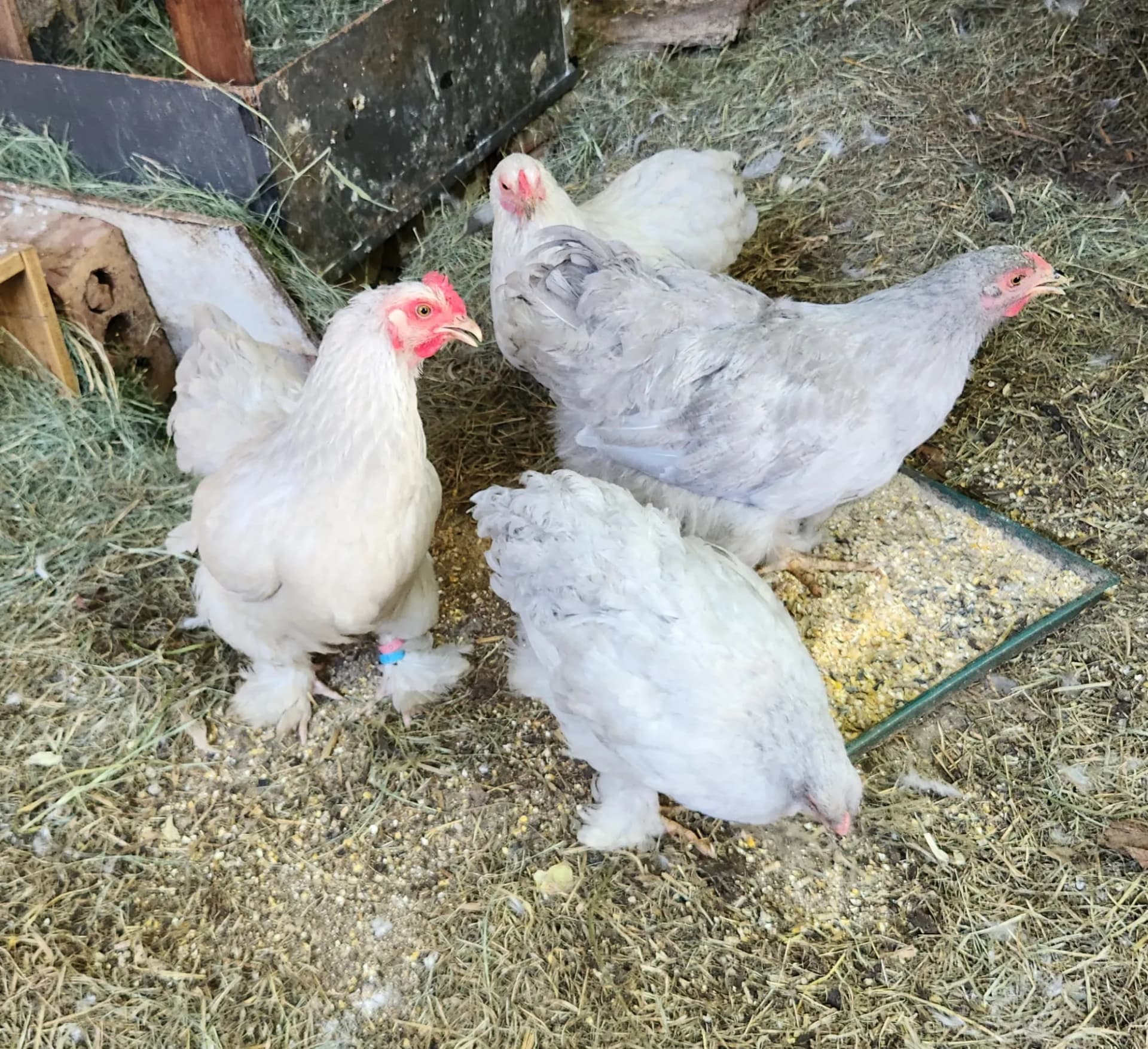Joblot brahma hens